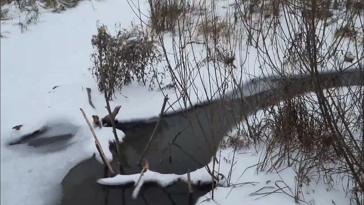 Охота на бобра, проверка капканов. Фото YouTube