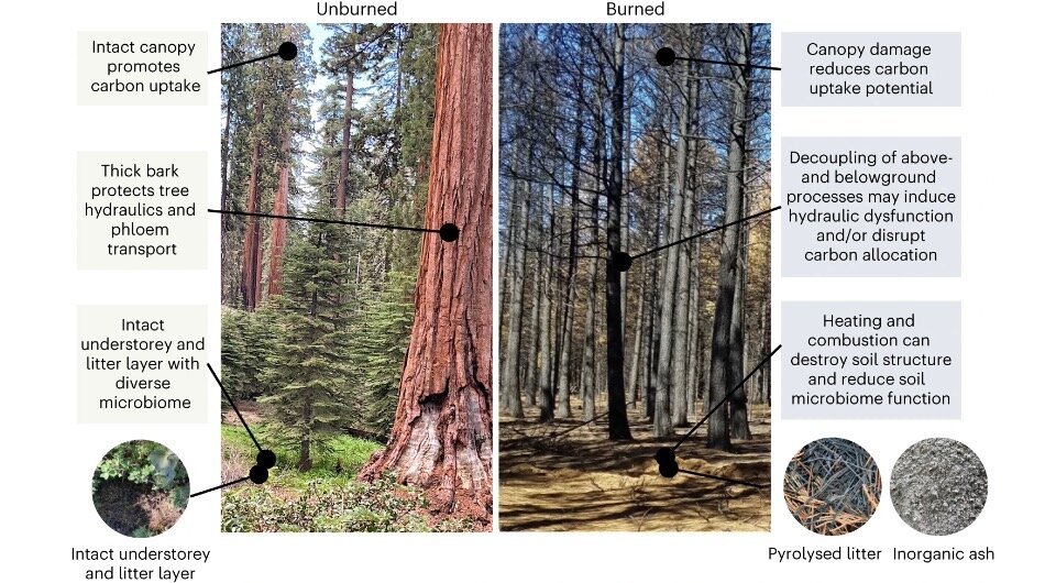   Tara Hudiburg et al. / Nature Climate Change, 2023