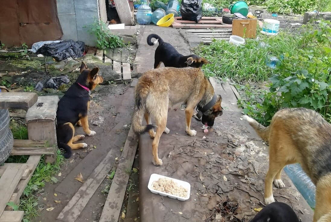 Слева Дарий