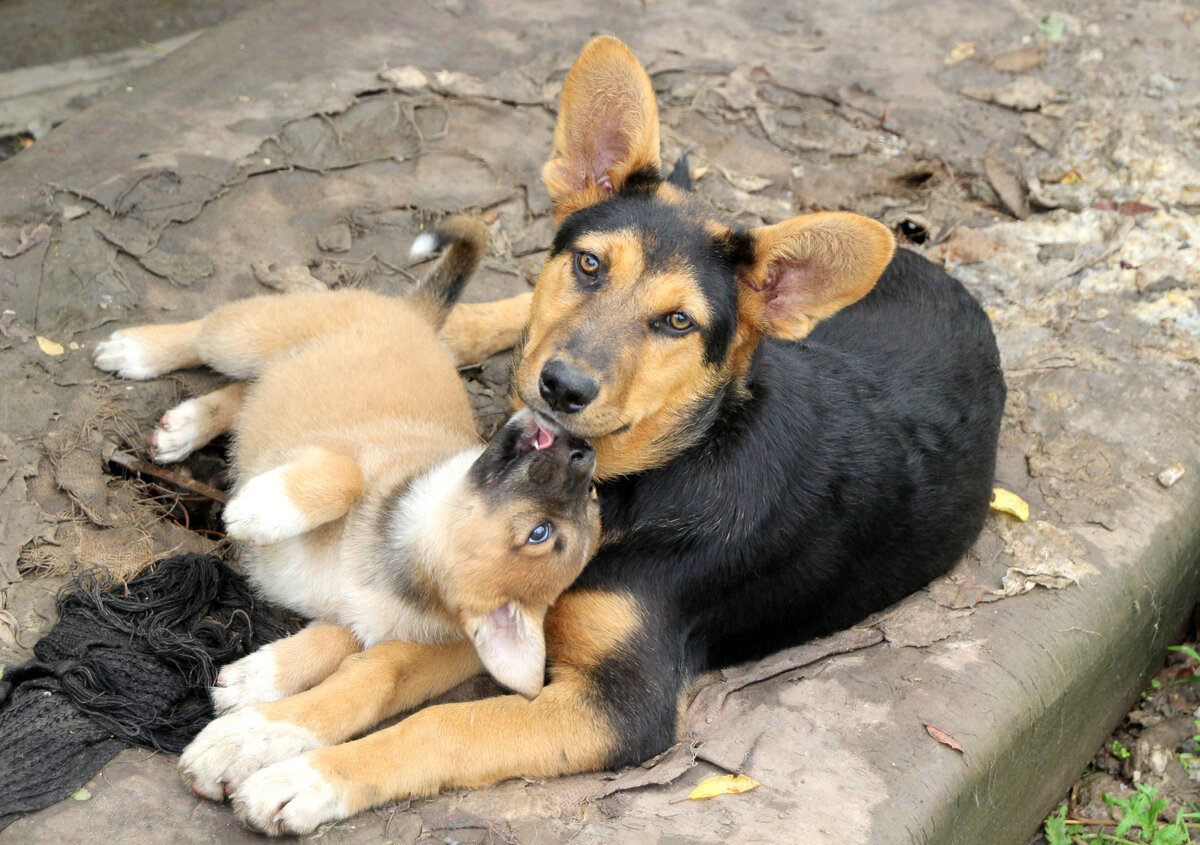 Дарий единственный, кто нянчился с щенками из собак