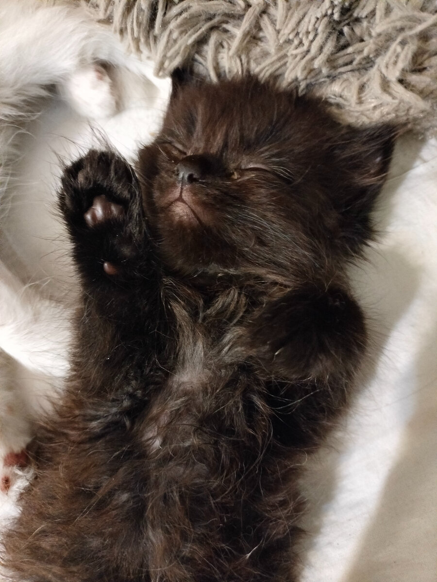 Пушок- он и в городе Пушок)