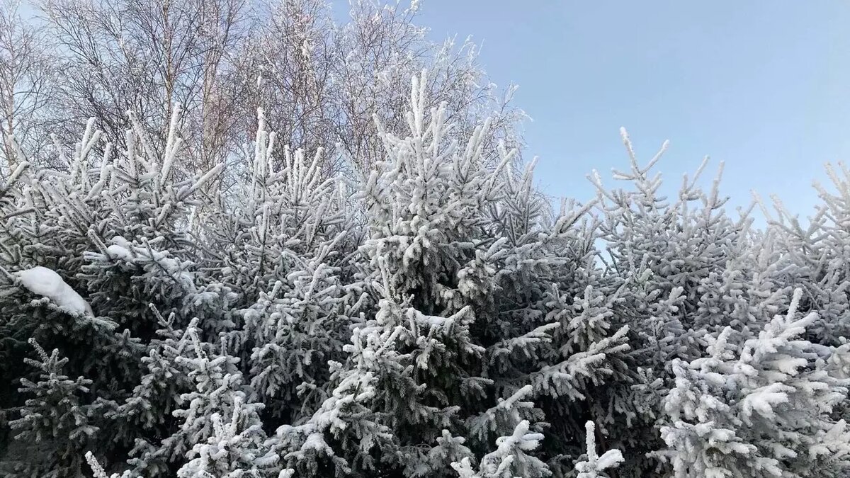     В Татарстане объявили штормовое предупреждение из-за морозов до -40. Об этом предупредили в гидрометцентре региона.