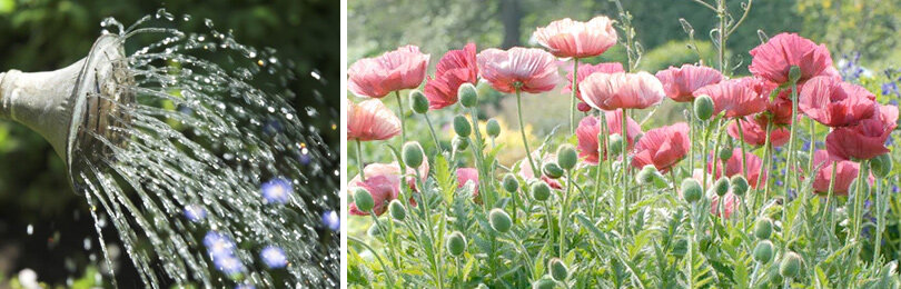 Уход за многолетними маками