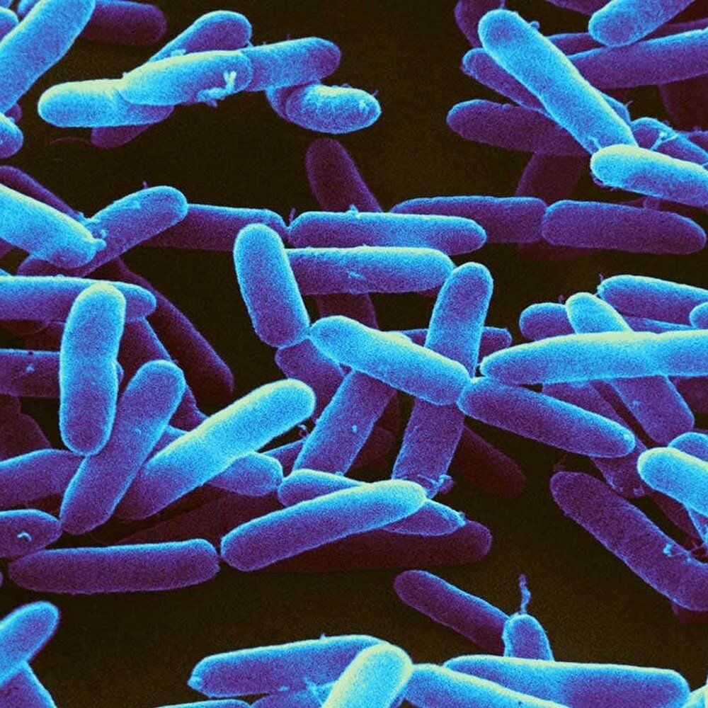 Палочки бациллы. Бактерии Bacillus subtilis. Бацилла – Сенная палочка. Бактерия субтилис. Сенная палочка b.subtilis.