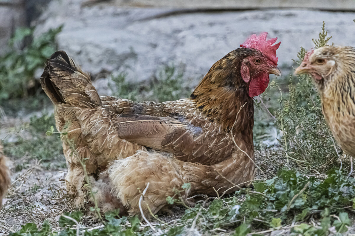 Фото автора. Красиво фотографировать куриную грудку я не умею, увы.