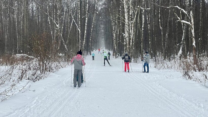 Ромашковский лес карта