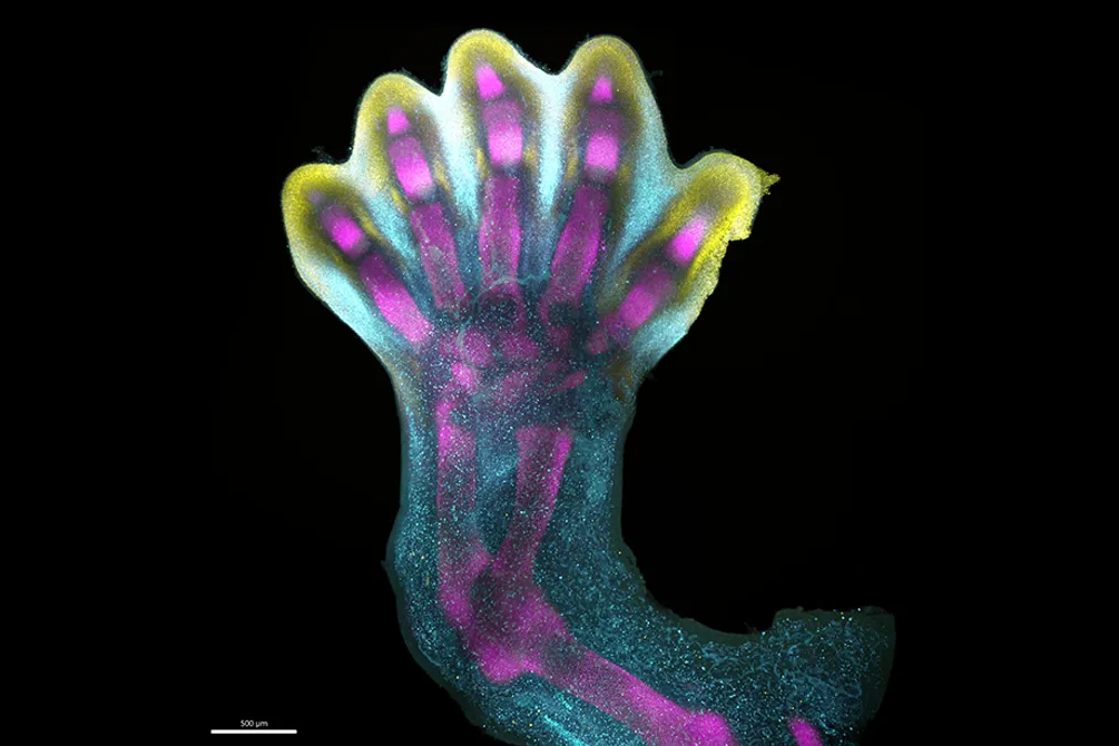    Ученые выяснили, как растут пальцы рук и ног человека