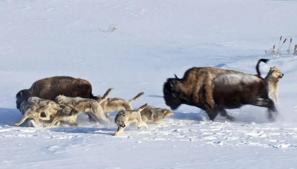 Полярный волк охота на овцебыка. Полярный волк против овцебыка. Волка бизон
