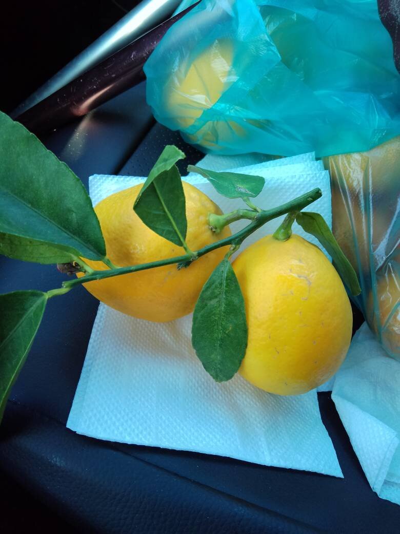 Моя сегодняшняя покупка - абхазские лимоны!