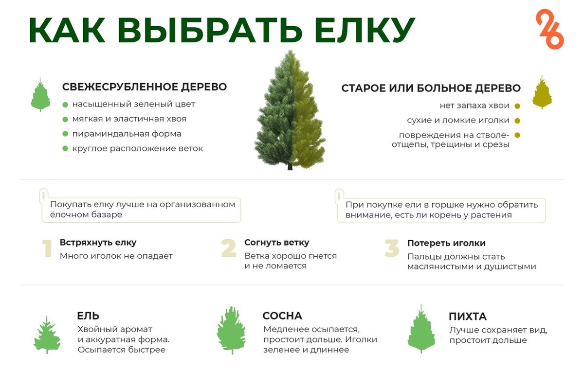 питательный раствор для елки. как продлить жизнь елке в домашних условиях. поливают елку. как выбрать елку советы. чтобы ёлка долго стояля.