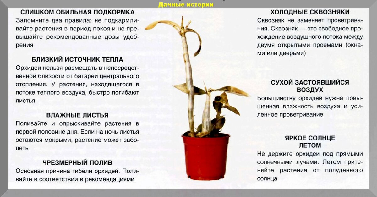 Как ухаживать за орхидеей после покупки: 3 главных правила