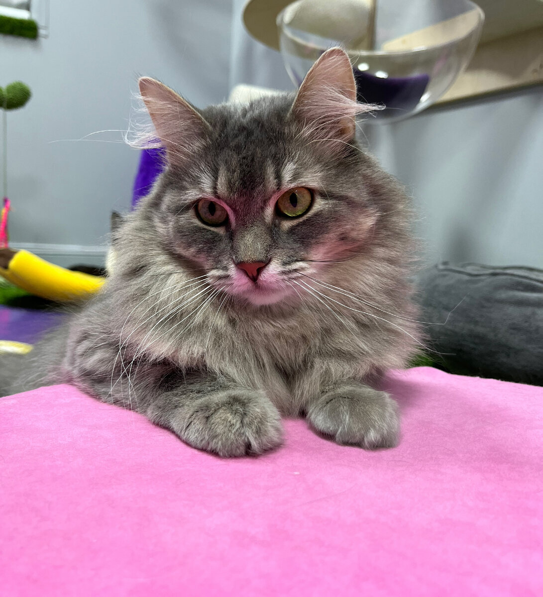 Женственная пушистая кошка из FrrFrr House