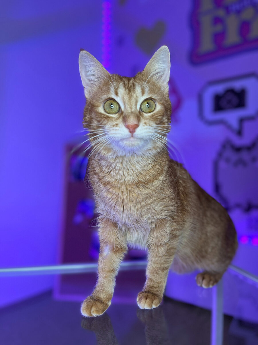 Котик из FrrFrr House смотрит на вас, пока вы смотрите на него 