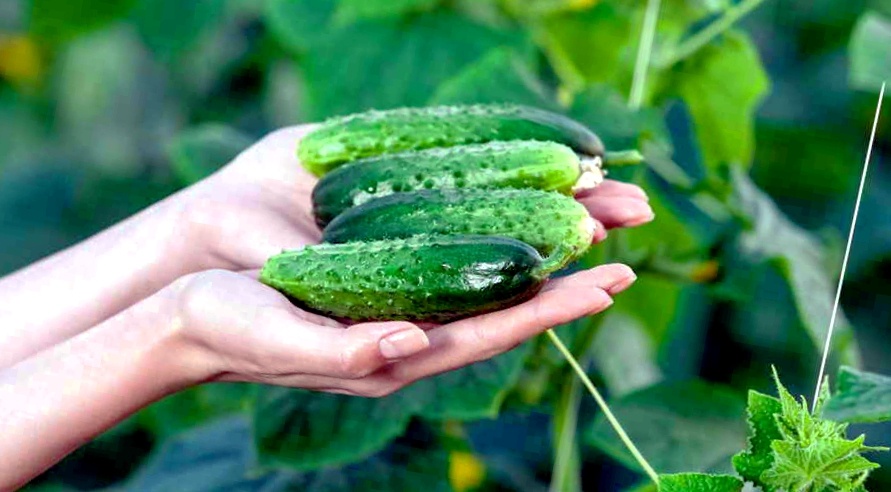 Сажаю 3 сорта огурцов каждый год — «просто огонь»! В 2024 тоже не останусь без урожая (очень надежные ребята)