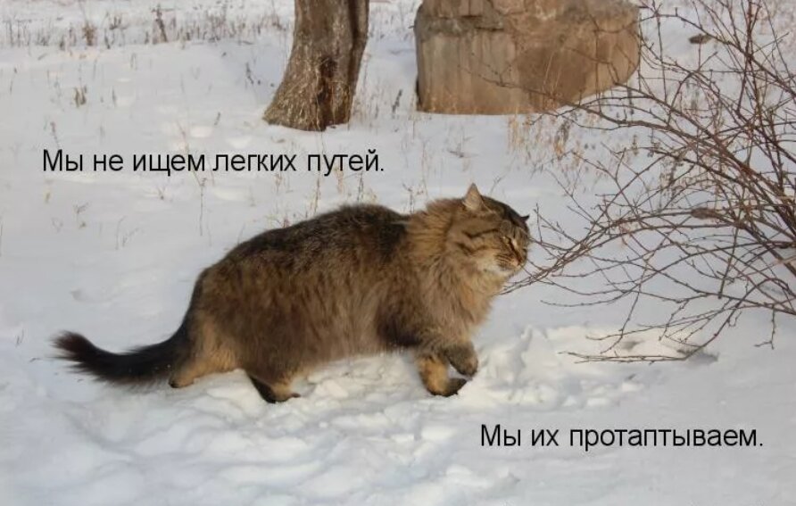 Не ищу легких путей. Лёгких путей не ищем. Не ищу легких путей. Мы не ищем легких путей мем. Мы не ищем легких путей.