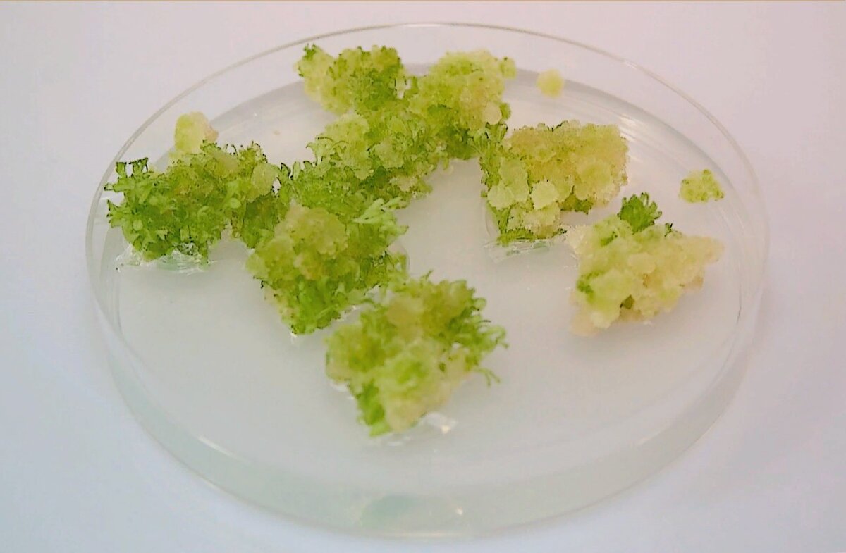 Каллусная ткань растения. Клетки, "забывшие свою профессию".