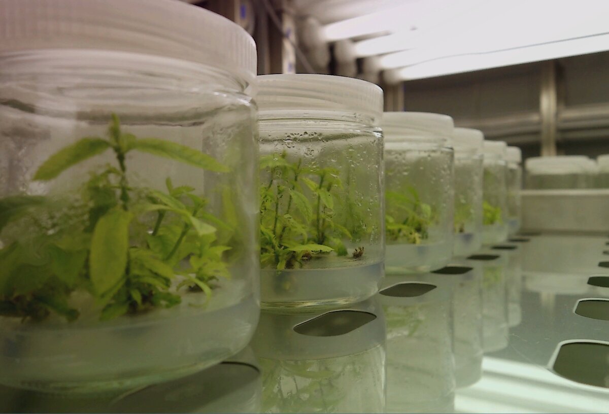 Целое растение, выросшее из каллусной ткани. В лабораториях используют питательную среду для высших растений - Мурасиге-Скуга, которая богата витаминами и минералами.