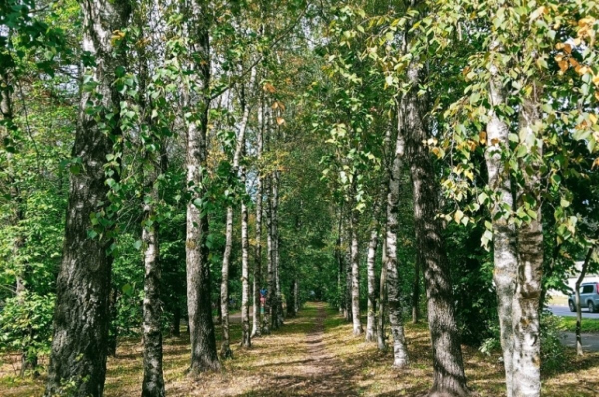    За три срубленные березы пскович отправится на обязательные работы