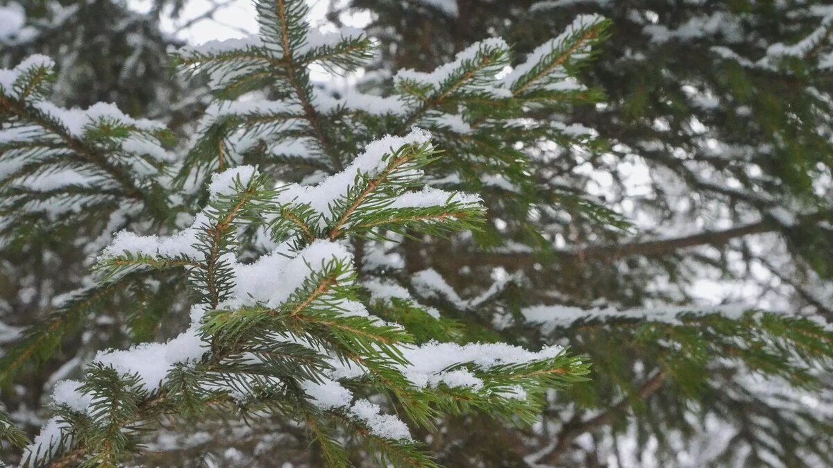     Пенсионерка осталась без новогодней елки в Ардатове Нижегородской области. Она сообщила, что дерево, которое росло под окнами ее дома, спилили рабочие якобы по поручению местной администрации. Об этом пишет Telegram-канал Ni Mash.