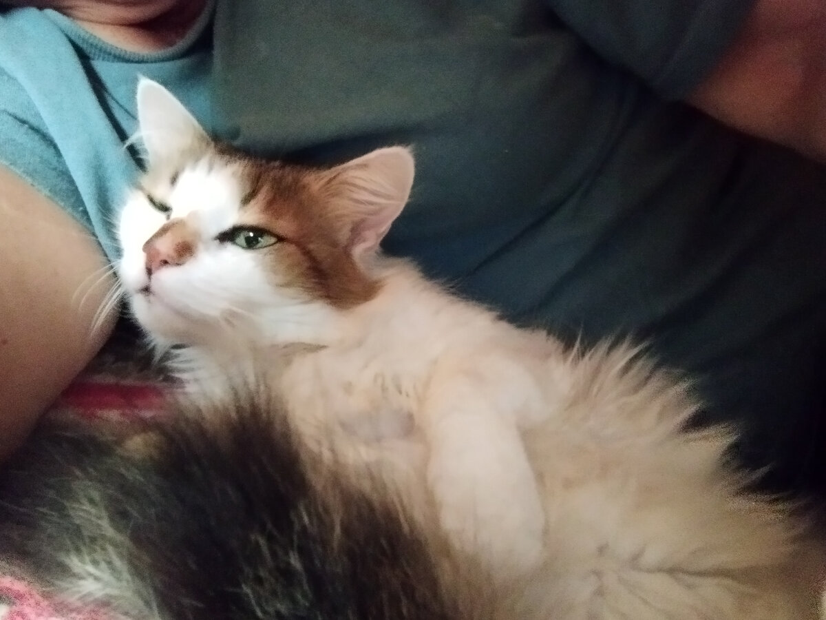 Кошка Сима. 