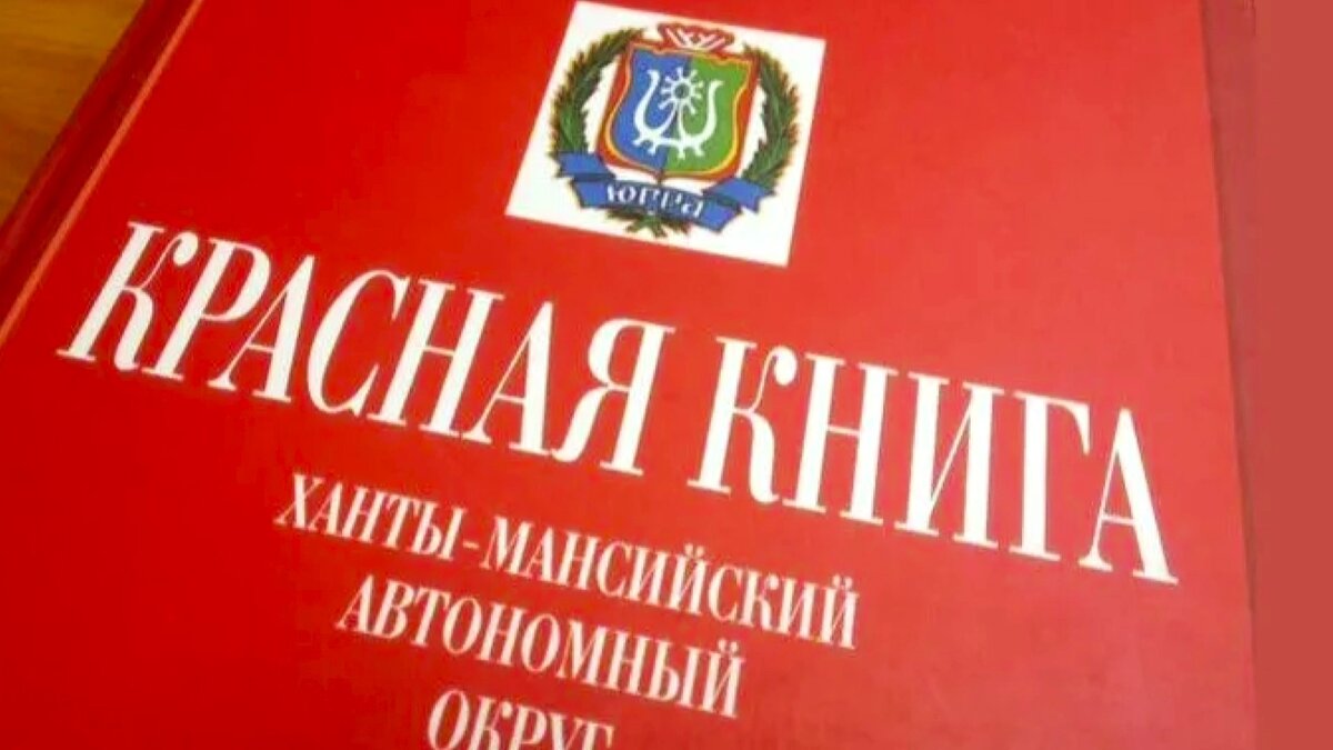    Чай, курильский чай. В Югре обновляют Красную книгу