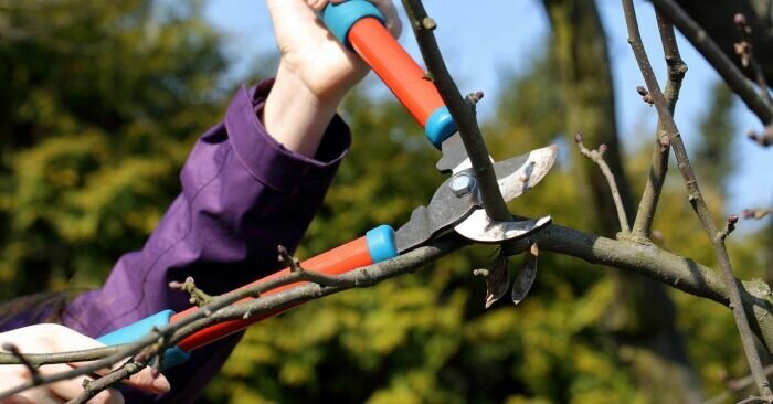 Сочная обрезка Вашего сада в 2024 году от Студии ART Story