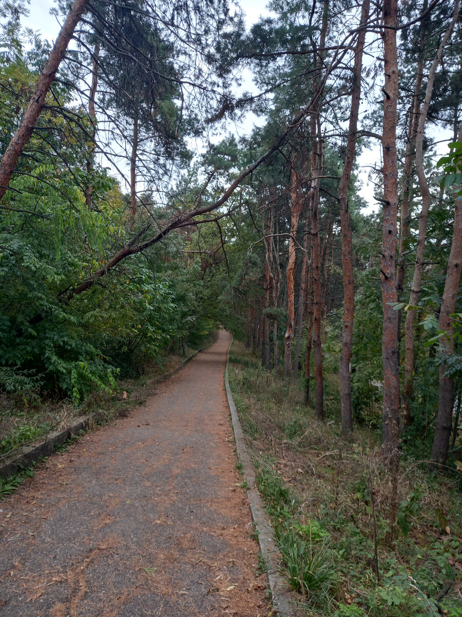 Вот чудесная дорога к воротам, летом там так пахнет нагретой хвоей, осенью не так, но всё расно красиво.