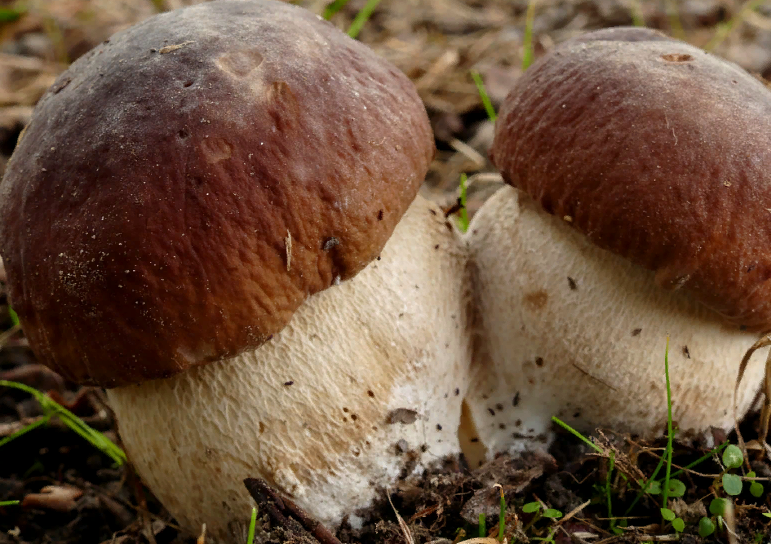 боровик на фото