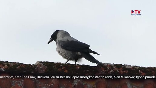 Считают до пяти и различают формы: на что способны серые вороны