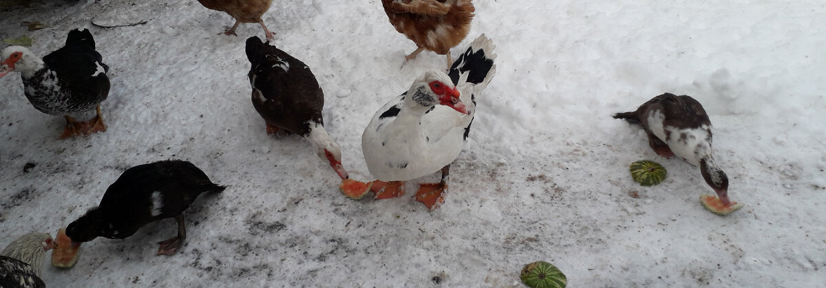 Вот на этом фото они по углам, едят арбузики