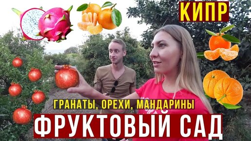 Фрукты на Кипре - едим прямо с дерева, вот это вкуснятина, набрали целую корзину бесплатно