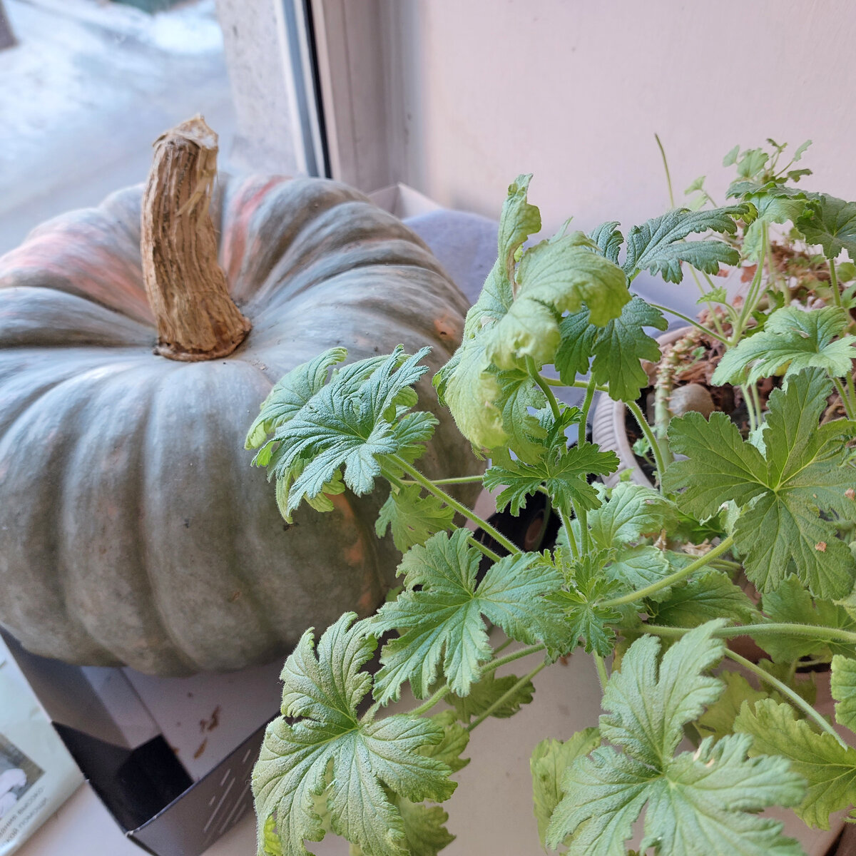 Очень сладкая тыква. Еще недавно целёхонькая лежала. Семена уже собрали. А сеять их мне только через пару месяцев...