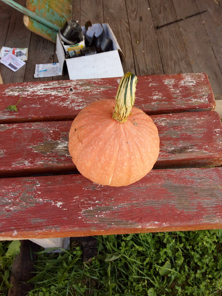 Этот сорт у меня тоже есть. Не скажу, что он из самых сладких, но в целом не плохой для запекания.