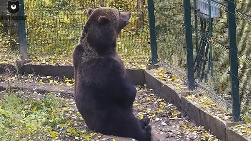 Когда переделал все дела и уже не знаешь чем заняться🐻🤔