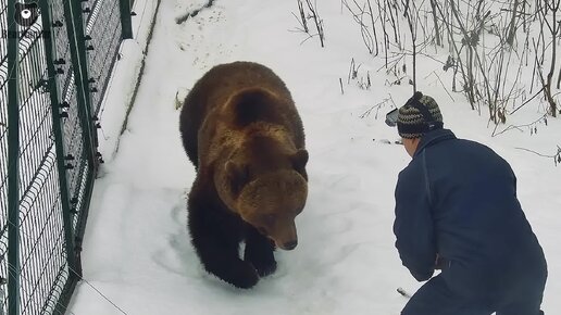 Подарочные штанишки и лечение лапок Мансура🐻🐾