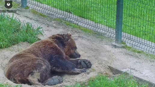 Расслабляемся в песочной ямке 🐻 Bear Mansur