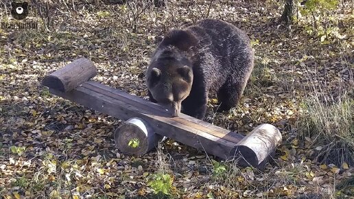 Я так рад теперь у меня есть качели🐻😊