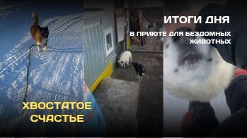 В ЭТОМ ВИДЕО : Мороз - 36гр. как собачки? // Поездка за подарками // Вы попросили разрешение на съёмку?