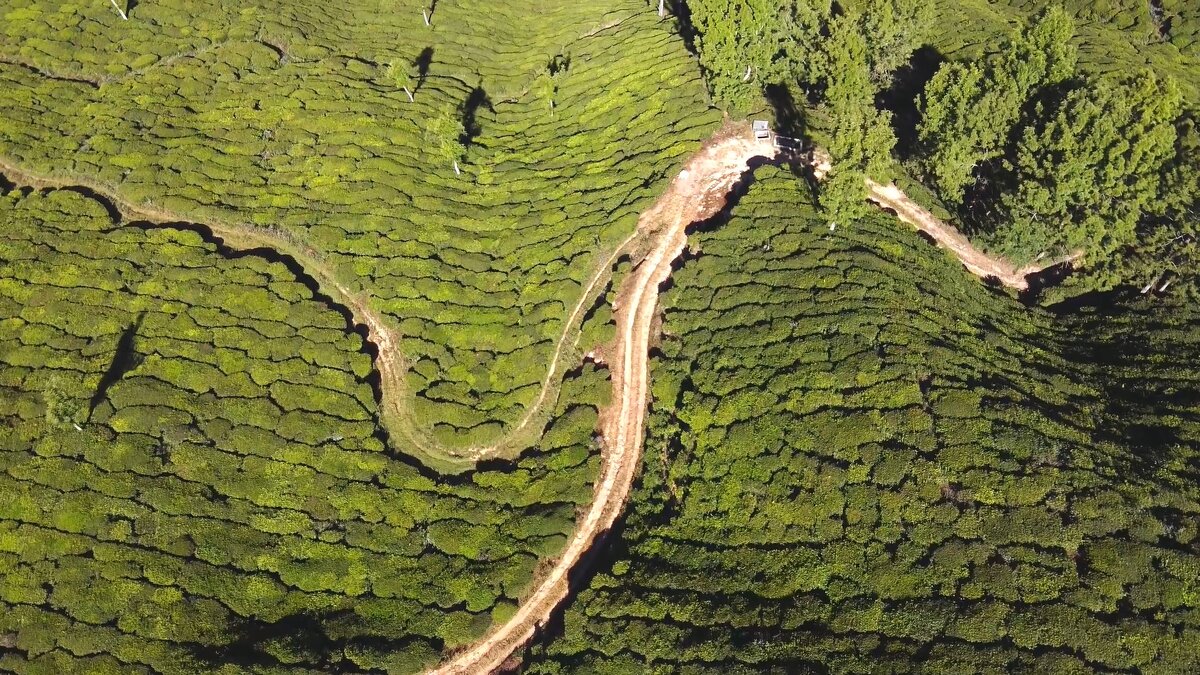 Чайные плантации завораживают!