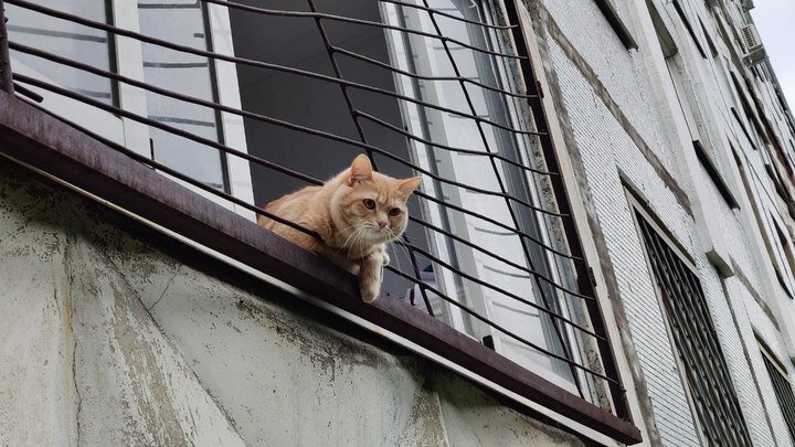 Ученые из Австралии обнаружили связь между кошками и развитием шизофрении. Фото: Царьград 