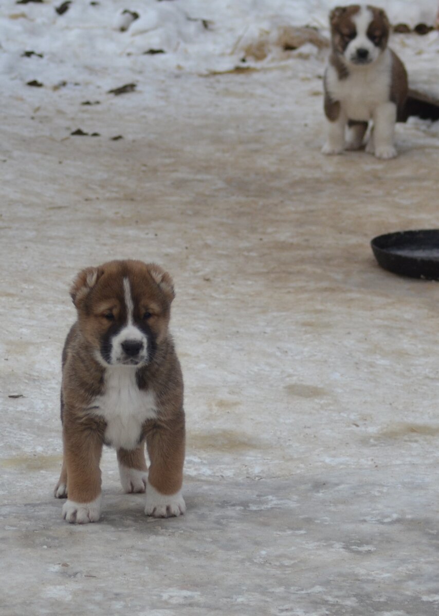 на заднем плане Дуня