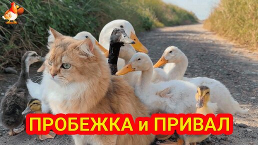 Кошка гуляет с утятами разного возраста 😽 Пробежка и привал 🤗 Утята удрали от няни 😂🐈❗