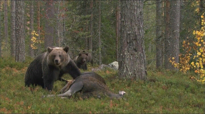 Медведь добывший лося. Фото из открытых источников.