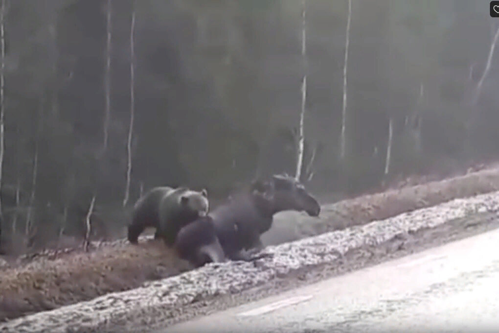 Как медведь охотиться начинает | Летопись живой природы | Дзен