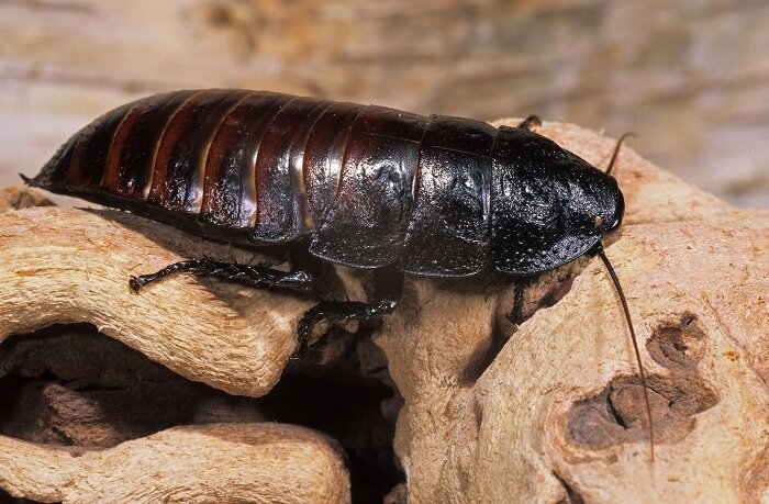 ВПРОЧЕМ, НЕКОТОРЫЕ ЛЮБИТЕЛИ РАЗВОДЯТ ТАКИХ "МИЛАШЕК" ДОМА. ФОТО: MARKO KÖNIG/HTTP://IMAGEBROKER.COM/#/SEARCH//GLOBALLOOKPRESS