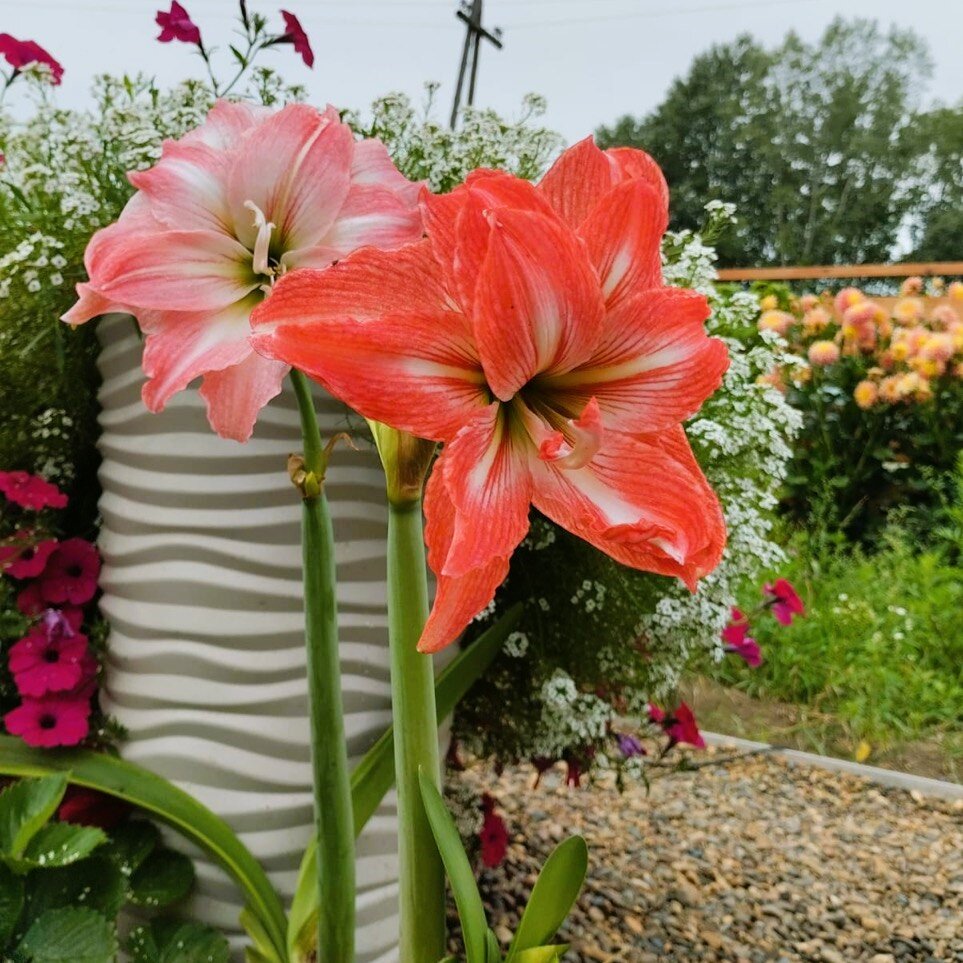 Красота на новом месте