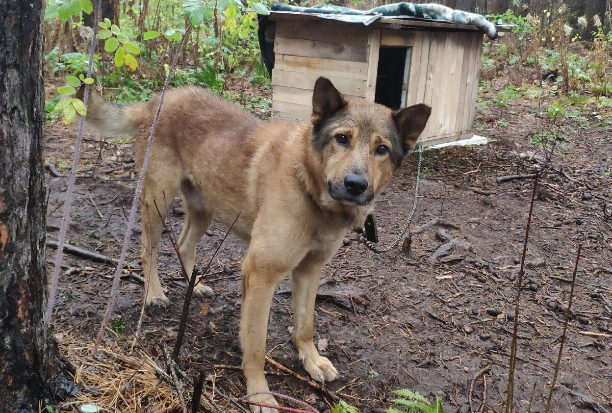 Тихон. Исключение из правил | Джим ЧУСОВОЙ | Дзен