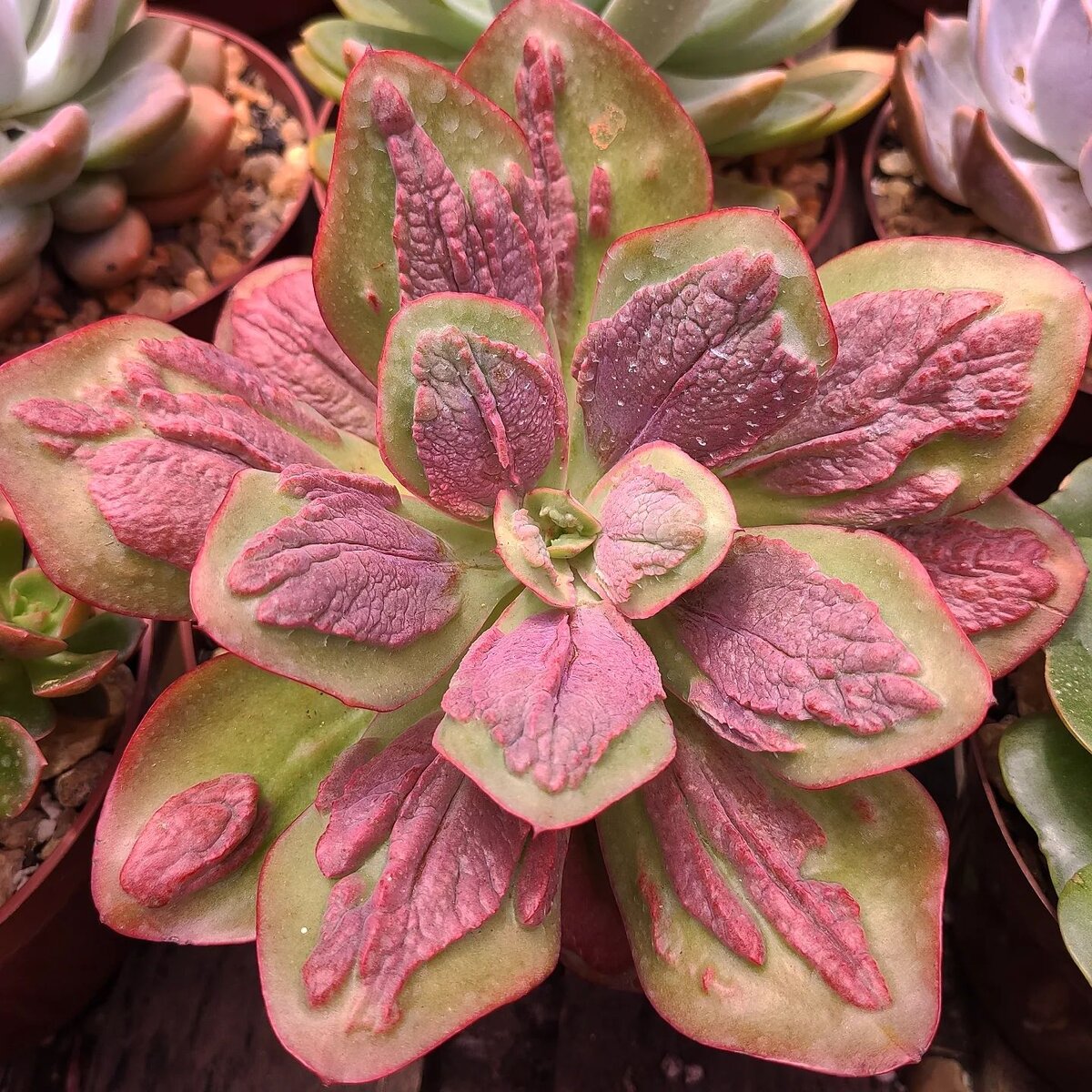 Echeveria 'Baron Bold' @suculentasduarte