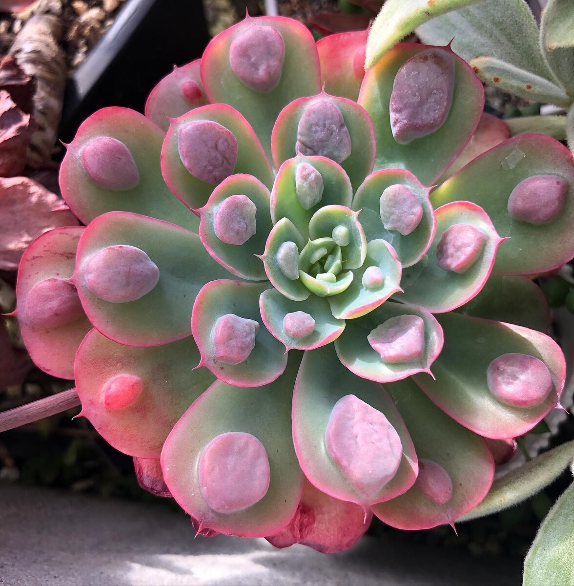 Echeveria 'Raindrops' @seeding623