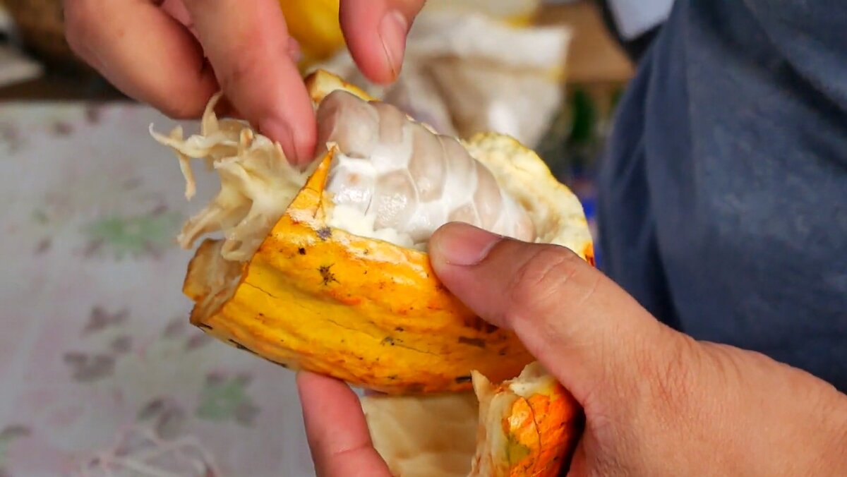 Извлечение какао-бобов из плода шоколадного дерева